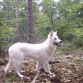 FOTO TOMADA EN EL BOSQUE DE FONTAINEBLEAU EN EL MUNDIAL DE FRANCIA 2011